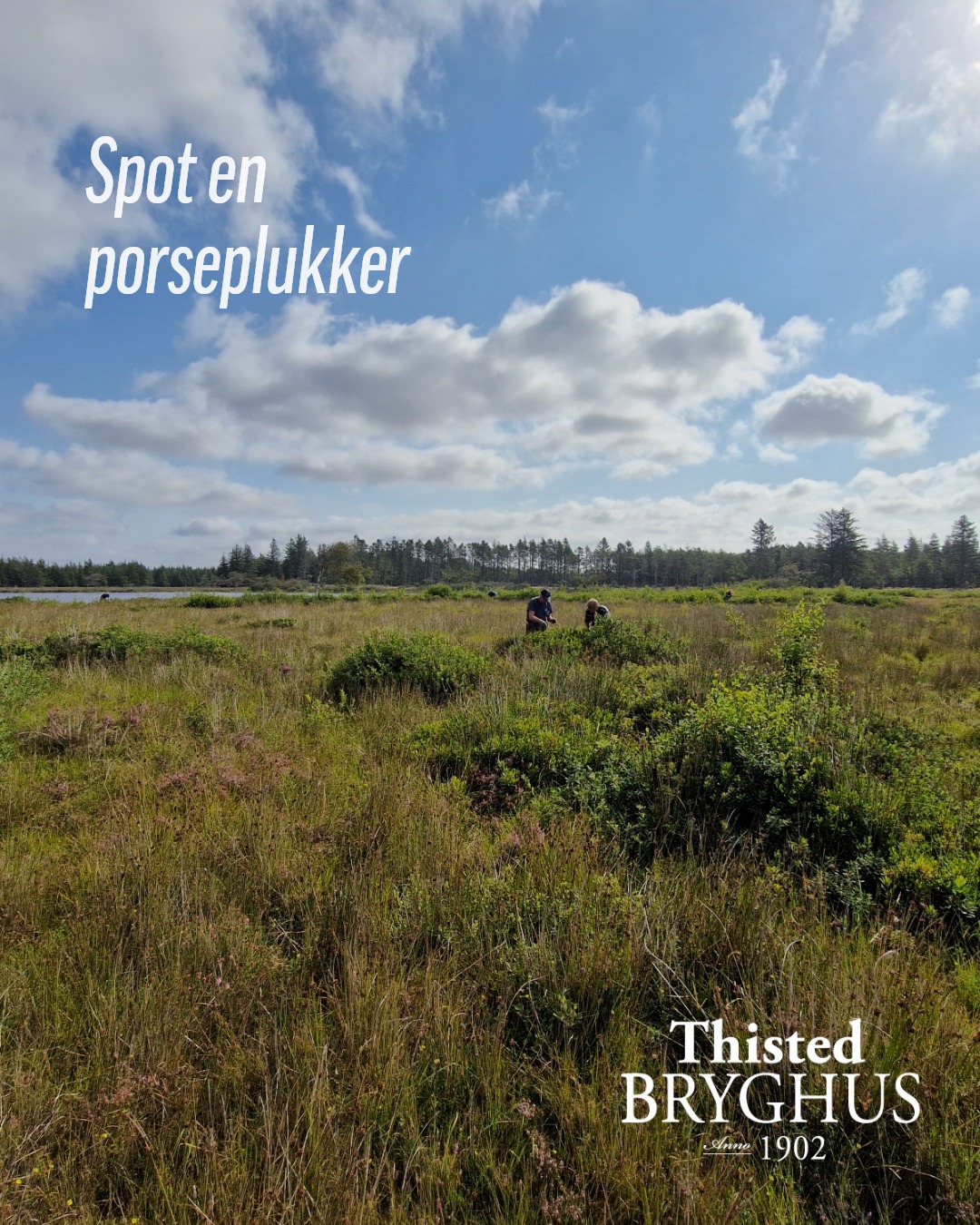 Håndplukket porse fra Nationalpark Thy 🌿
Noget af det, der gør Porse Guld til noget særligt, begynder langt fra bryggeriets tanke.
Det begynder ude i naturen – og det er præcis der, hvor vi befinder os i dag.
Hvert år samles frivillige hænder for at plukke porse til en af vores mest kendte øl. Det er blevet en tradition, vi sætter stor pris på – ikke kun fordi porsen giver øllen sin særlige smag, men fordi dagen samler mennesker omkring noget fælles.
For godt håndværk handler ikke kun om malt, humle, vand og gær. Det handler også om dem, der giver en hånd med 🤗
#thistedbryghus #porseguld #porsepluk #nationalparkthy #smagenafgodthåndværk