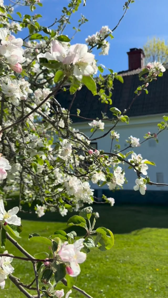 Vårkänslor på riktigt!🌿🌷
Nästa lördag öppnar Café Udden för säsongen!
Slå dig ner på uteserveringen vid Dalälven och njut av något svalkande i glaset, en god hembakt fika eller en glass i solen.
Öppet lördagar och söndagar från och med 2 maj, mellan kl.11.00-16.00. Välkomna då!
Vi passar även på att önska er alla en fin helg!🌸