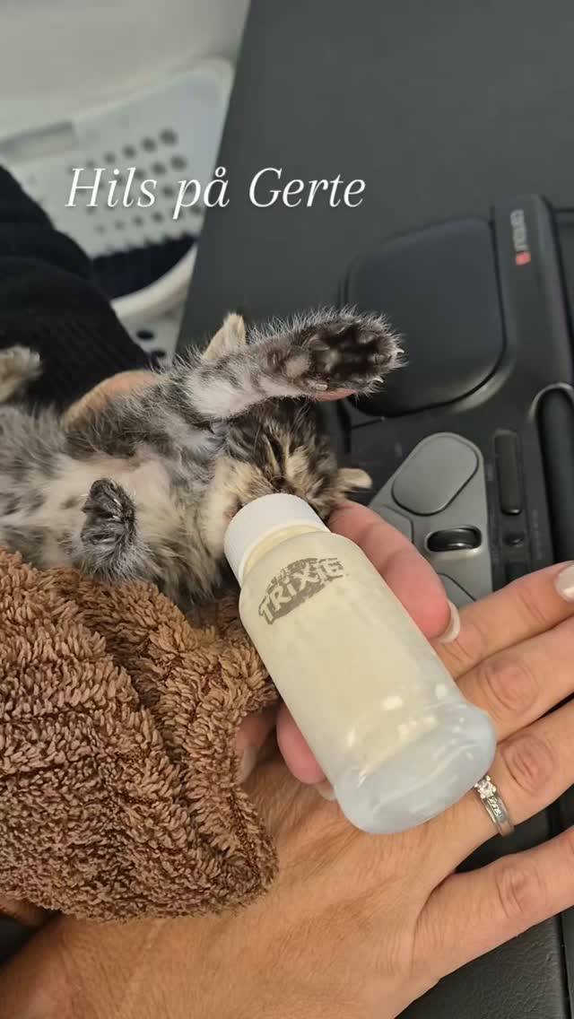 I øjeblikket har vi nogle dage besøg af killingen Grete 🐱
Vores administrative medarbejder Mie har en ekstra tjans i disse dage. Killingen Grete skal nemlig fodres ca hver 3. time.
Det var Mies søn, som for 3 uger siden fandt Grete fastklemt i et rør og fik hende ud. Grete havde ikke fået øjne.
De lod hende ligge i en halv time, for at se om mor dukkede op, men tog til sidst den spinkle og afkræftede killing med hjem.
Grete vokser godt, har fået øjne og nyder opmærksomme nus fra os på kontoret.
Er hun ikke sød?