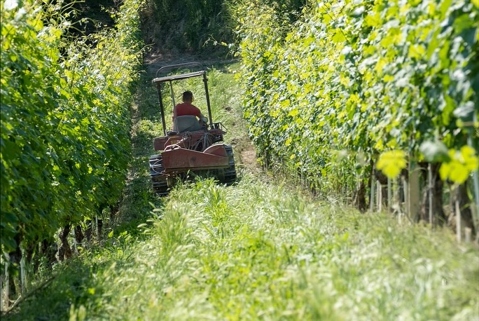 La Spinona: Tradition Meets Innovation
In the heart of Barbaresco, the Berutti family cultivates 24 hectares of vines across four historic farmsteads. From Nebbiolo, Barbera, Dolcetto, to Chardonnay, each vineyard expresses the richness of Piedmont’s terroir. Alongside the vines, the family raises Fassona cattle, embodying a sustainable approach where tradition and innovation walk hand in hand. Today, fifth-generation winemaker Pietropaolo and his father Gualtiero continue this legacy, blending deep respect for the land with a forward-looking vision.
✨ Discover La Spinona’s wines in our portfolio: ask us about them at our next tasting or find them on our website.
@la_spinona 
#laspinona #barbaresco #barolo #piedmontwines #italianwine #familywinery #traditionandinnovation #hmercerimports