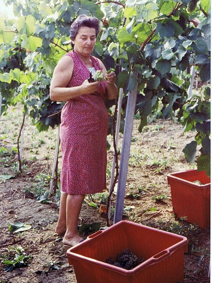 La Spinona’s story begins in 1920, when Giovanni Berutti purchased his first vineyard in the Faset cru of Barbaresco. From that single hectare, five generations have grown the estate into one of the region’s most respected wineries. The family’s passion has endured through time, expanding their vineyards, opening to the world, and carrying forward the memory of Baica, the faithful Spinone Italiano dog who inspired the winery’s name and logo. Today, Pietropaolo continues his family’s century-long dedication to Barbaresco, crafting wines that honor history while embracing innovation.
🍷 Taste the legacy of La Spinona with us, find their wines in our portfolio and at our upcoming tasting events.
@la_spinona 
#laspinona #barbaresco #barolo #nebbiolo #italianwineheritage #piedmontwine #familytradition #hmercerimports