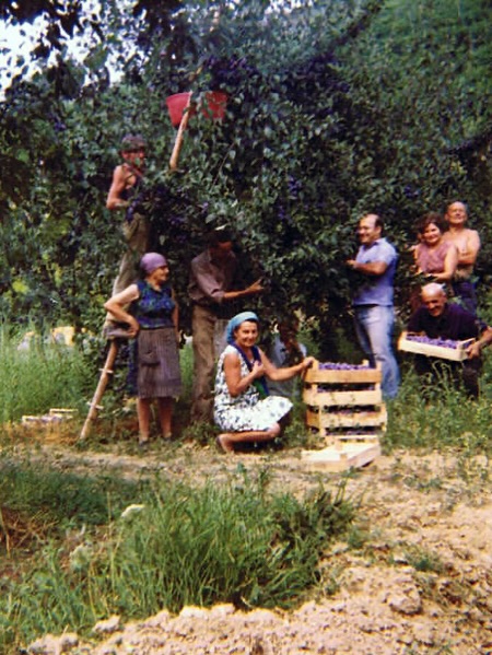 La Spinona’s story begins in 1920, when Giovanni Berutti purchased his first vineyard in the Faset cru of Barbaresco. From that single hectare, five generations have grown the estate into one of the region’s most respected wineries. The family’s passion has endured through time, expanding their vineyards, opening to the world, and carrying forward the memory of Baica, the faithful Spinone Italiano dog who inspired the winery’s name and logo. Today, Pietropaolo continues his family’s century-long dedication to Barbaresco, crafting wines that honor history while embracing innovation.
🍷 Taste the legacy of La Spinona with us, find their wines in our portfolio and at our upcoming tasting events.
@la_spinona 
#laspinona #barbaresco #barolo #nebbiolo #italianwineheritage #piedmontwine #familytradition #hmercerimports