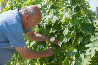 La Spinona’s vineyards are rooted in the finest hillsides of Barbaresco and Novello, with sun-drenched slopes and a microclimate shaped by the Tanaro River. These natural conditions, combined with meticulous handwork, give birth to wines of precision and elegance — from the finesse of Barbaresco and Nebbiolo to the power of Barolo. Guided by a philosophy of respect for nature, the Berutti family cultivates their vines sustainably, using natural fertilization from their Fassona cattle and low-impact treatments. The result: wines that embody the soul of their land, vintage after vintage.
🌿 Explore La Spinona’s unique terroirs through their wines, proudly part of our H. Mercer Imports portfolio.
@la_spinona 
#laspinona #barbaresco #barolo #nebbiolo #piedmontwines #sustainablewine #familyvineyard #hmercerimports