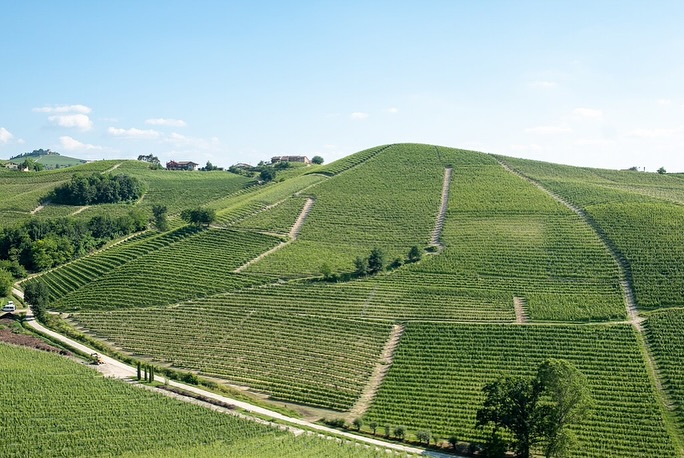 La Spinona’s vineyards are rooted in the finest hillsides of Barbaresco and Novello, with sun-drenched slopes and a microclimate shaped by the Tanaro River. These natural conditions, combined with meticulous handwork, give birth to wines of precision and elegance — from the finesse of Barbaresco and Nebbiolo to the power of Barolo. Guided by a philosophy of respect for nature, the Berutti family cultivates their vines sustainably, using natural fertilization from their Fassona cattle and low-impact treatments. The result: wines that embody the soul of their land, vintage after vintage.
🌿 Explore La Spinona’s unique terroirs through their wines, proudly part of our H. Mercer Imports portfolio.
@la_spinona 
#laspinona #barbaresco #barolo #nebbiolo #piedmontwines #sustainablewine #familyvineyard #hmercerimports