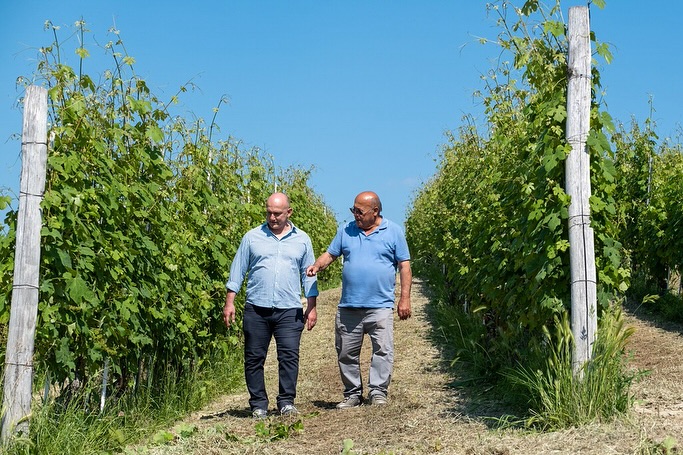 La Spinona’s vineyards are rooted in the finest hillsides of Barbaresco and Novello, with sun-drenched slopes and a microclimate shaped by the Tanaro River. These natural conditions, combined with meticulous handwork, give birth to wines of precision and elegance — from the finesse of Barbaresco and Nebbiolo to the power of Barolo. Guided by a philosophy of respect for nature, the Berutti family cultivates their vines sustainably, using natural fertilization from their Fassona cattle and low-impact treatments. The result: wines that embody the soul of their land, vintage after vintage.
🌿 Explore La Spinona’s unique terroirs through their wines, proudly part of our H. Mercer Imports portfolio.
@la_spinona 
#laspinona #barbaresco #barolo #nebbiolo #piedmontwines #sustainablewine #familyvineyard #hmercerimports