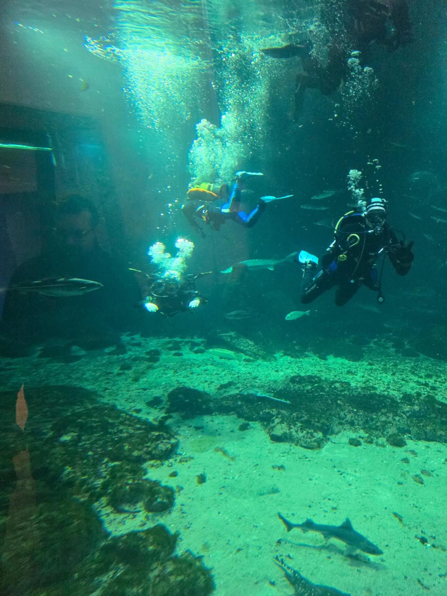 Der er 1️⃣ ledig plads på forårets Open Water Diver hold - hold 4. - så hvis du er hurtig kan pladsen blive din 👏🏻🤿 Tilneld dig på hjemmesiden u-f.dk