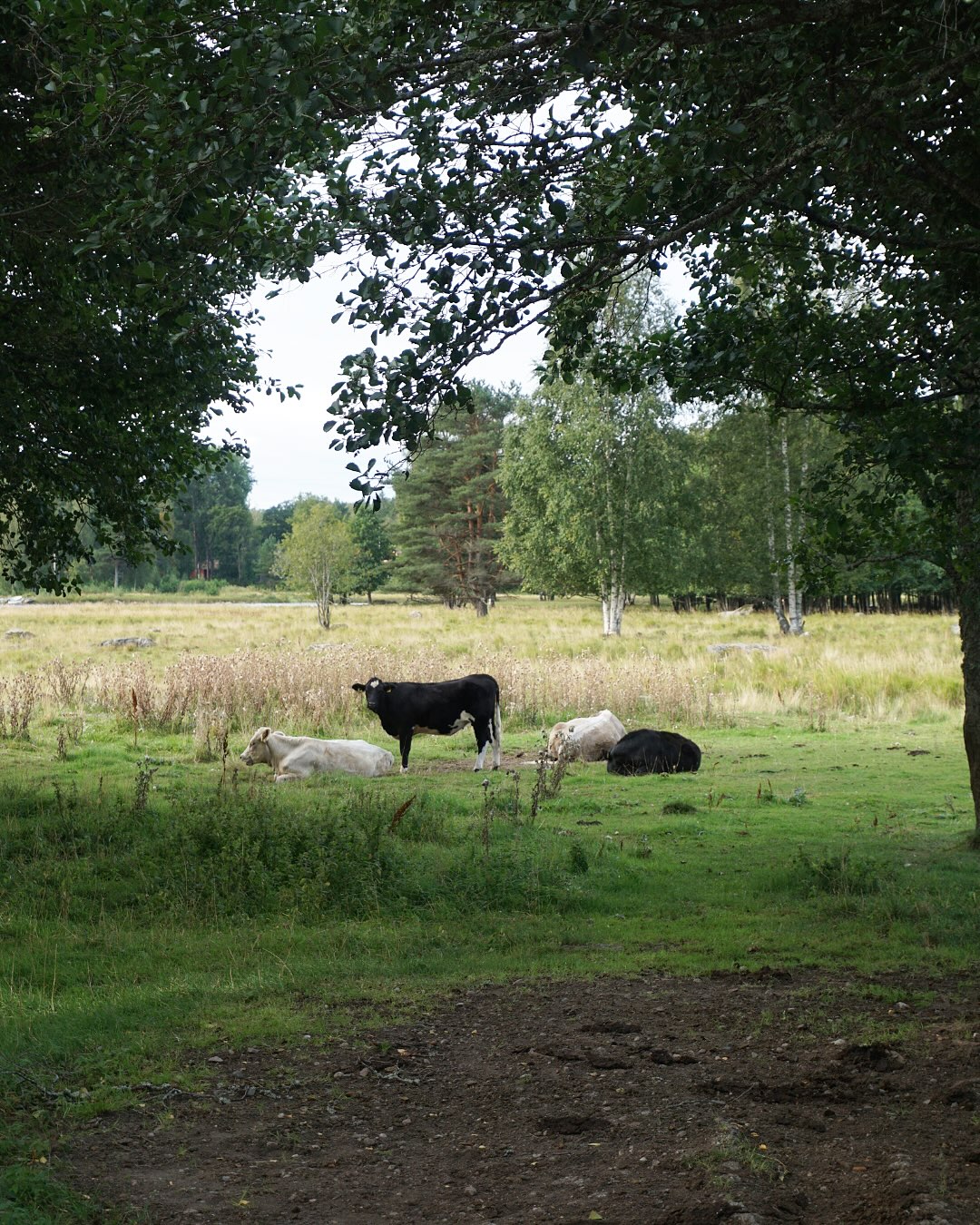 Sensommar på Gysinge 🤍
Luften är lite svalare, naturen börjar långsamt skifta i sina gröna toner och lugnet infinner sig. Ta en promenad längs Dalälven, slå dig ner med en fika i solen eller passa på att ta ett dopp om vädret tillåter.
Välkommen till Gysinge Herrgård!